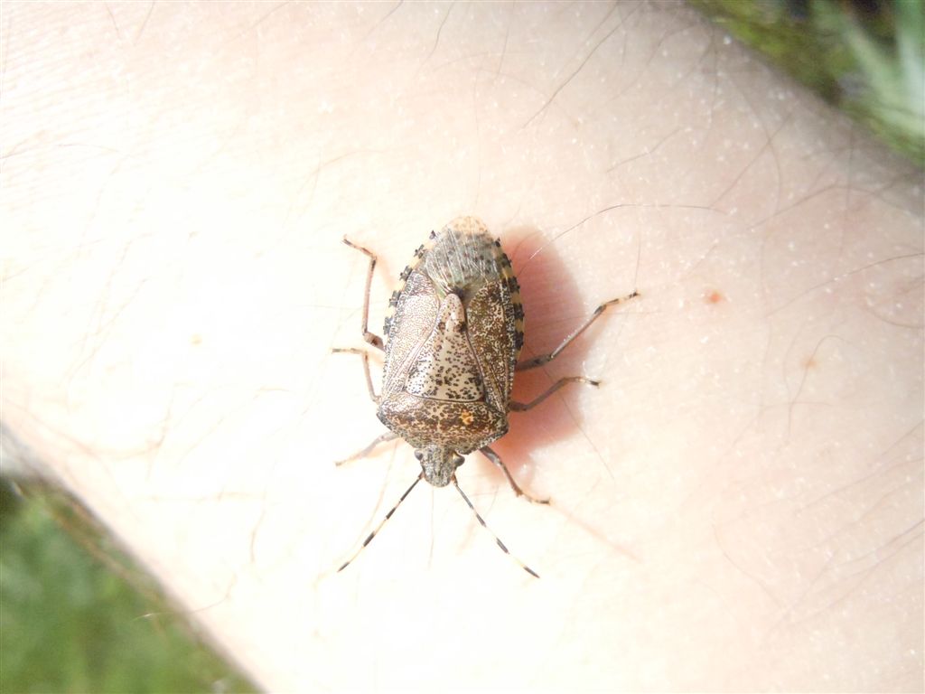 Pentatomidae: Rhaphigaster nebulosa della Campania (CE)
